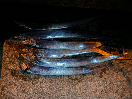 タチウオの釣果