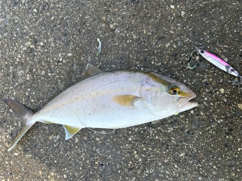 伊良湖サーフ