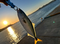 フクラギの釣果