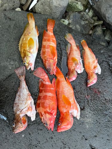 アカハタの釣果