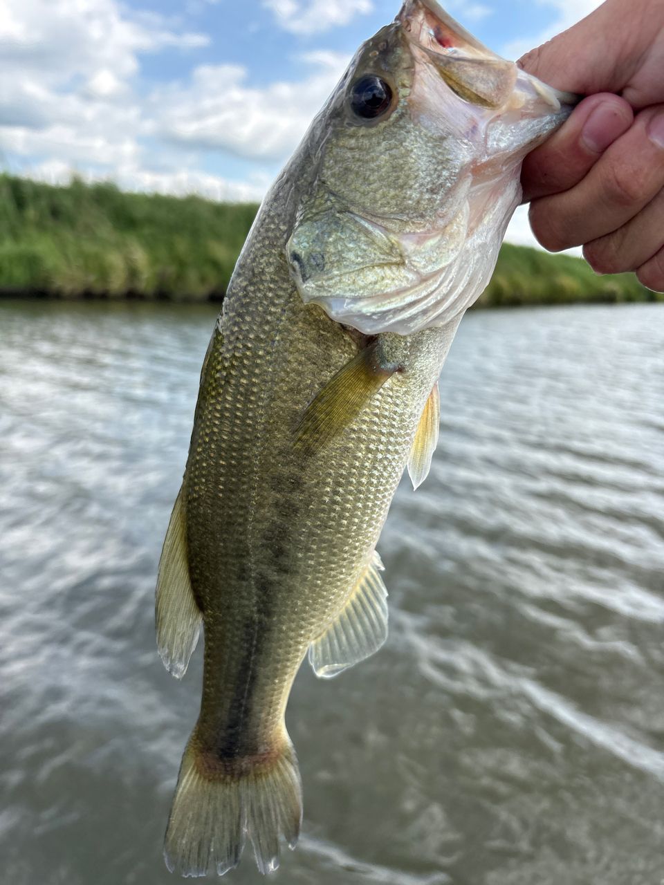 ラージマウスバス