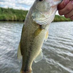 ラージマウスバス