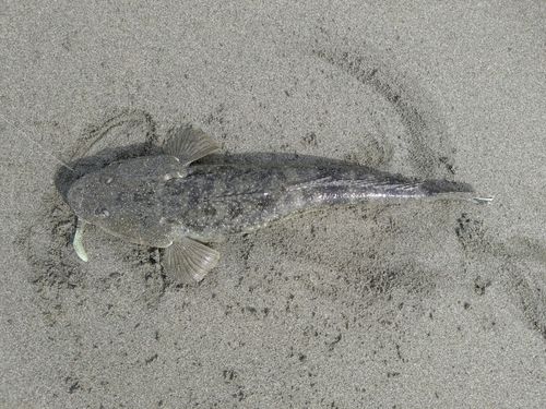 マゴチの釣果
