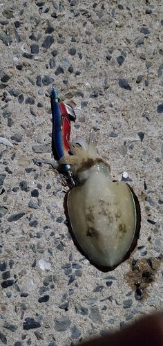 コウイカの釣果