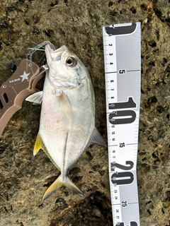 ギンガメアジの釣果
