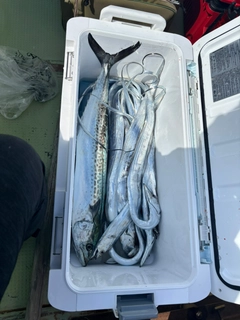 タチウオの釣果