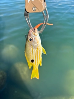 ニセクロホシフエダイの釣果