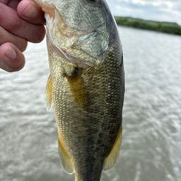 ラージマウスバス