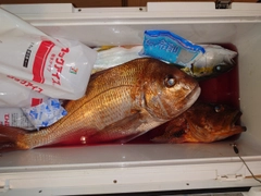 マダイの釣果