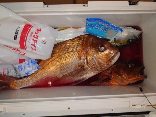 マダイの釣果