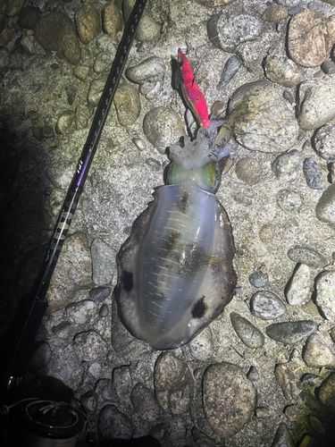 アオリイカの釣果
