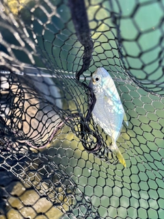 オニヒラアジの釣果