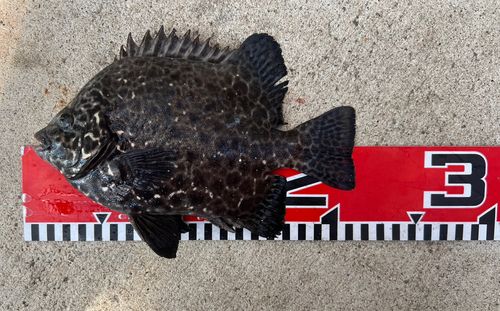イシガキダイの釣果
