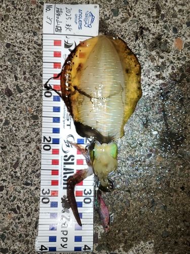 アオリイカの釣果