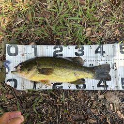 ラージマウスバス