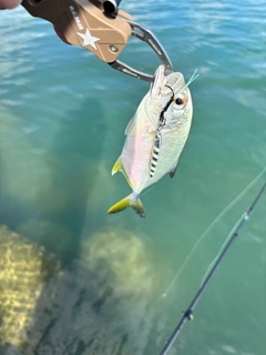 ギンガメアジの釣果