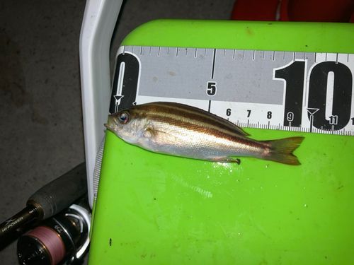 イサキの釣果