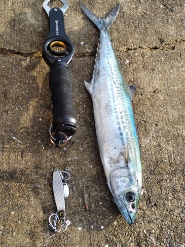 サゴシの釣果