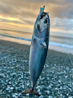 ヒラソウダの釣果