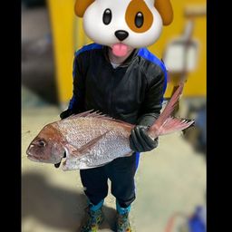 マダイ