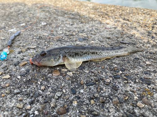 マハゼの釣果