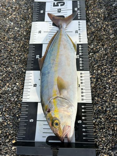 シオの釣果
