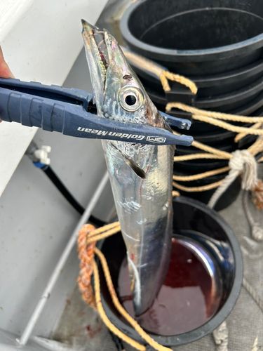 タチウオの釣果