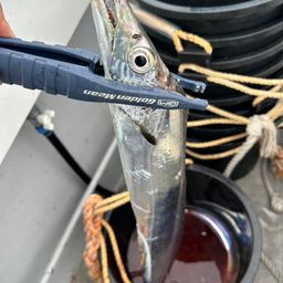 タチウオ
