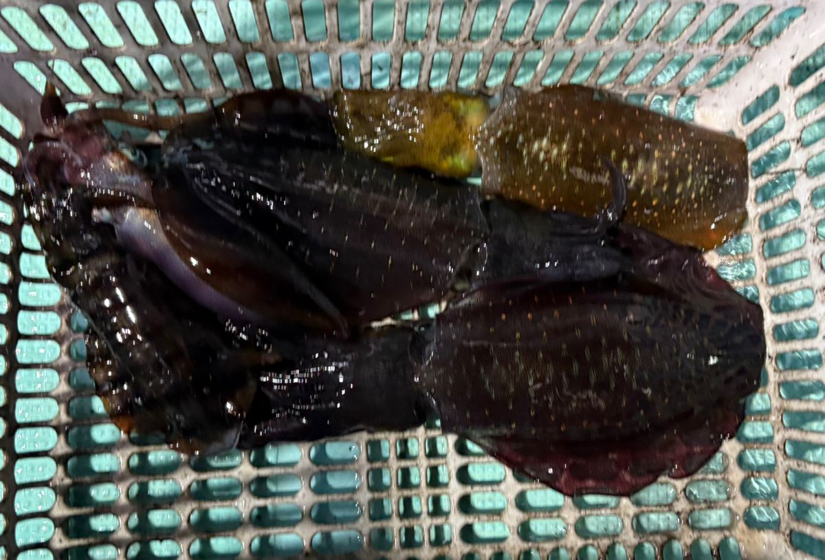 ロードグライダーさんの釣果 2枚目の画像