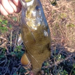 スモールマウスバス