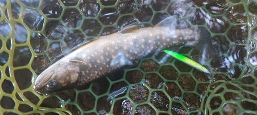 イナダの釣果