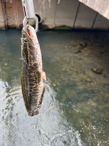 ライギョの釣果