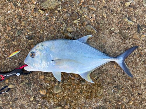 ロウニンアジの釣果