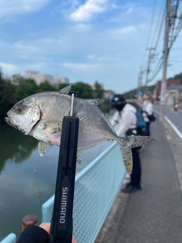 メッキの釣果