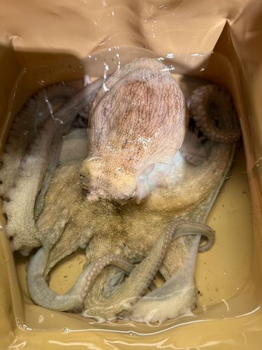 タコの釣果