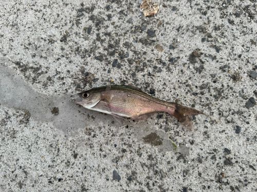 ウミタナゴの釣果