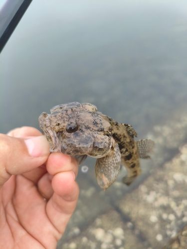 ハゼの釣果