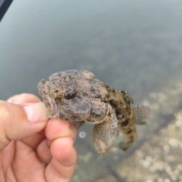 ハゼ