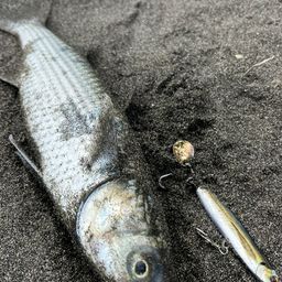ボラ