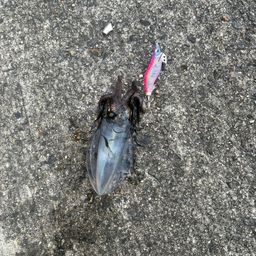 アオリイカ