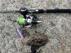 モンゴウイカの釣果