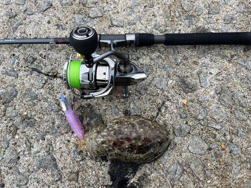 モンゴウイカの釣果