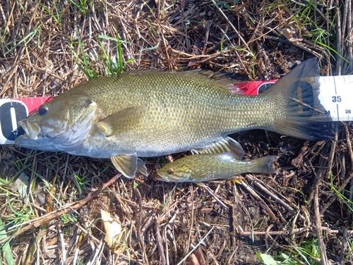 スモールマウスバスの釣果