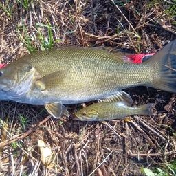 スモールマウスバス