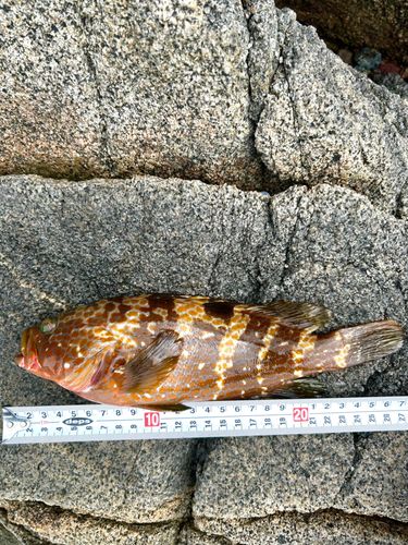 アコウの釣果
