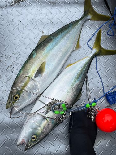 イナダの釣果