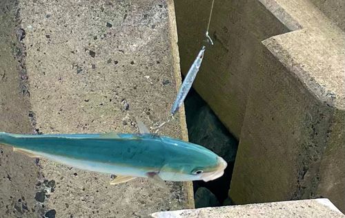 ヤズの釣果