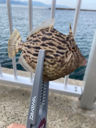 カワハギの釣果