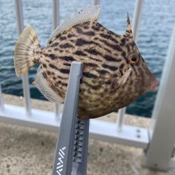 カワハギ