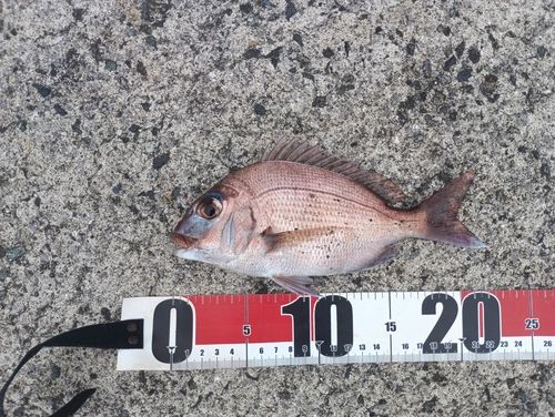 釣果